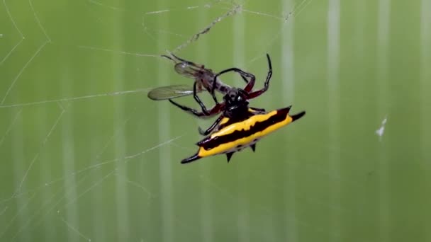 Spinne Fängt Insekt Netz Stachelige Kugelweber — Stockvideo