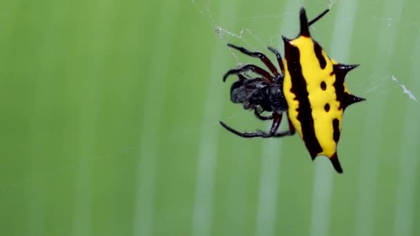 Gelbe Spinne Mit Beute Netz Stacheliger Kugelweber — Stockvideo