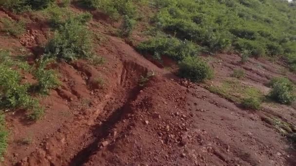 Fotografia Aérea Macaco Vervet Correndo Atrás Câmera Lado Uma Montanha — Vídeo de Stock