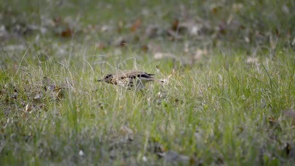 Kahverengi Sığırcık Kuşu Yerden Bir Solucan Çıkarıyor Onu Yiyor — Stok video