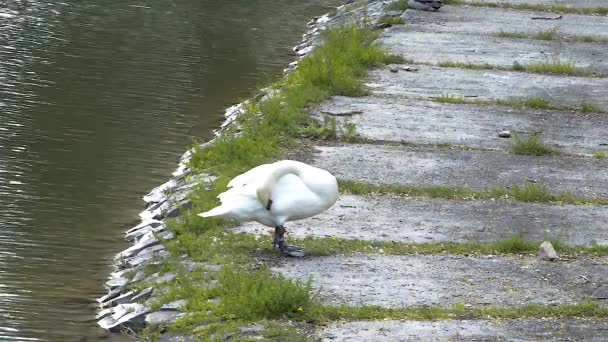 Big White Swan Cleaning Its Butt Beak Preparing Sleep Wide — Stock videók