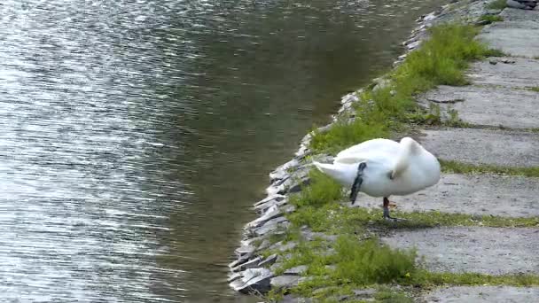 池の側で寝る前に足の上に立って自分自身をきれいに大人の白い白鳥 ワイドショット — ストック動画