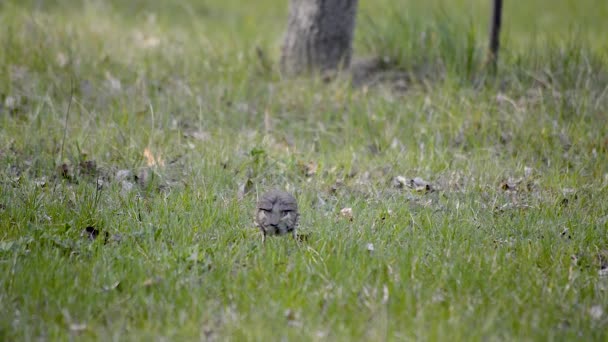 Göbeğinde Kahverengi Noktalar Olan Küçük Sığırcık Kuşu Yeşil Çimenlerin Arasında — Stok video