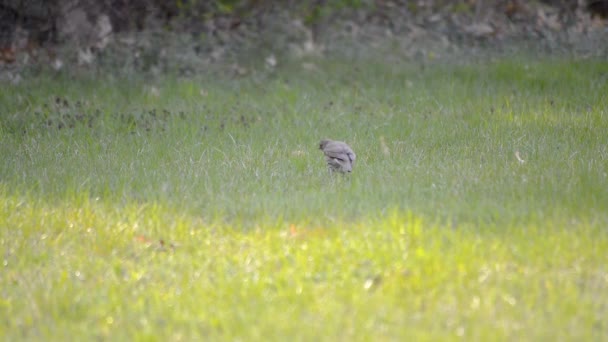 在春天里的一个阳光明媚的日子里 褐色的星鸟在绿草中跳跃着寻找食物 — 图库视频影像
