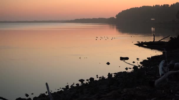 Vídeo Tranquilo Relajante Con Colores Cálidos Sobre Aves Nadando Tranquilo — Vídeo de stock