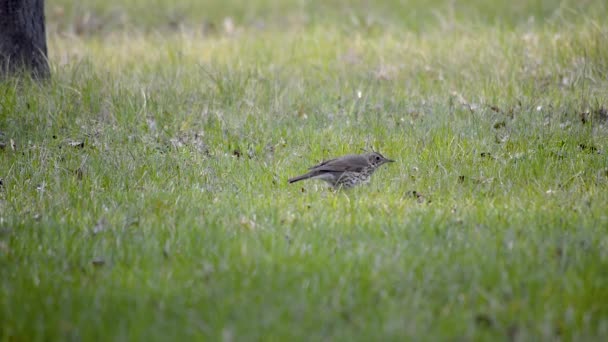 Brun Starling Fågel Letar Efter Mat Medan Hoppar Det Gröna — Stockvideo