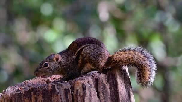 땅다람쥐는 곳에서 수있다 나무가 마을등은 인간의 존재를 무시하는 것같다 — 비디오