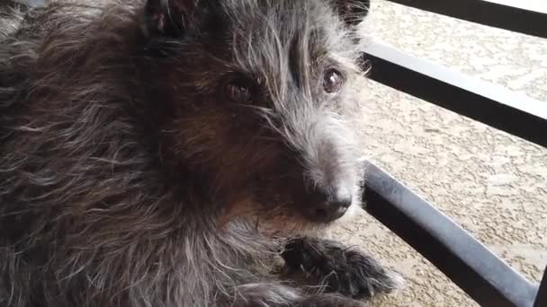 Cão Preto Pequeno Com Vento Soprando Cara Câmera Lenta Fazendo — Vídeo de Stock