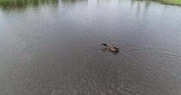 Singiel Canada Goose Pływający Pongu Zabrane Lotu Ptaka Drona — Wideo stockowe