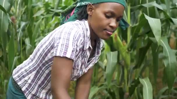 Geleneksel Bir Başörtüsü Takan Afrika Kırsalında Bir Bahçede Kazı Yapan — Stok video