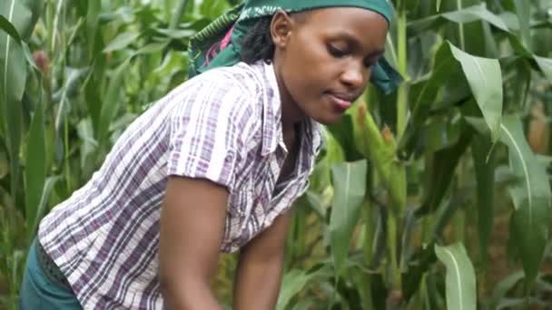 Feche Foto Lenta Rosto Mulheres Africanas Enquanto Cavava Jardim África — Vídeo de Stock