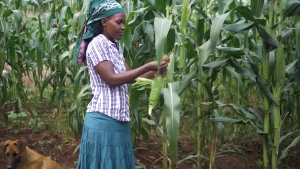 アフリカの農村部の茎からトウモロコシを摘むアフリカの女性の幅広いショット — ストック動画