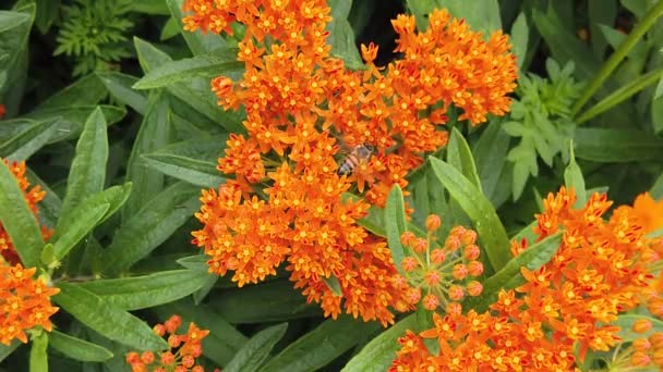 Butterfly Milkweed Asclepias Tuberosa Bees Pollinating Slow Motion — Stock Video