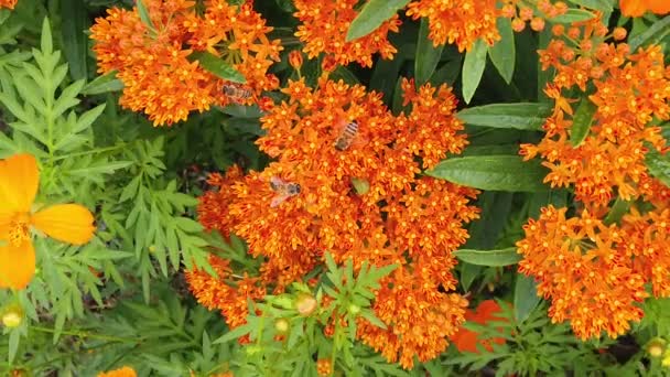 Borboleta Milkweed Asclepias Tuberosa Com Abelhas Polinizando Câmera Lenta — Vídeo de Stock