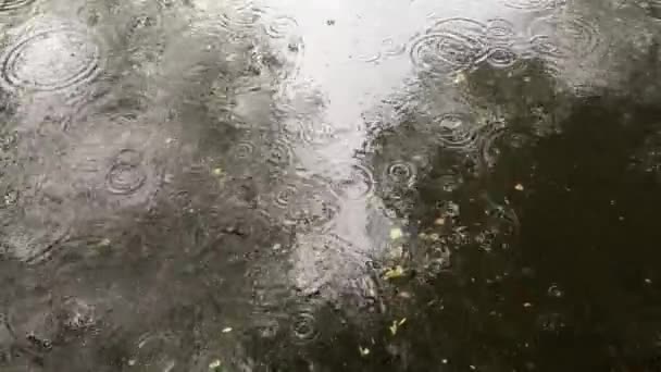 Gotas Chuva Água Com Folhas Molhadas — Vídeo de Stock