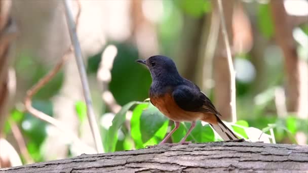 Den White Rumped Shama Vanligaste Fåglarna Thailand Och Kan Lätt — Stockvideo