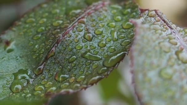 Makro Video Von Wassertropfen Auf Rosenblättern — Stockvideo