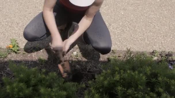 Вид Сверху Женщину Вырывающую Яму Растения Клумбе Перед Домом — стоковое видео