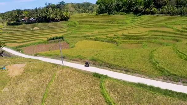 Aerial Reveal Man Rides His Motorcycle Rich Golden Rice Terraces — Stock Video