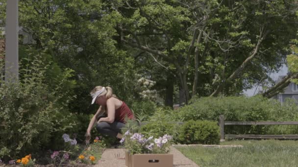 Γυναίκα Φυτεύει Λουλούδια Στο Παρτέρι Στην Αυλή Της — Αρχείο Βίντεο