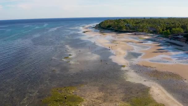 クリスタルクリア ターコイズブルーとフィリピンのボホールで緑の海岸のサンゴ礁の海の上の航空便 遠くの海で泳いでいる人が少ないほど 以下の海岸線を探検する家族 — ストック動画