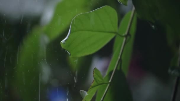 Rain Filmed Slow Motion Falls Close Leaf — Stock Video