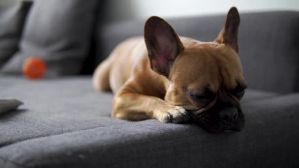 Lazy Sleepy French Bulldog Bed — Stock Video