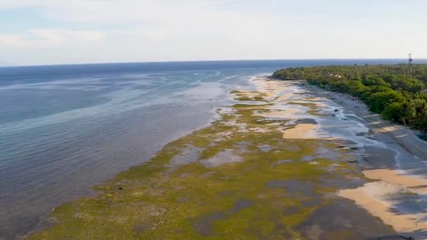 クリスタルクリア ターコイズブルーとフィリピンのボホールで緑の海岸のサンゴ礁の海の上の航空便 遠くの海で泳いでいる人が少ないほど 以下の海岸線を探検する家族 — ストック動画