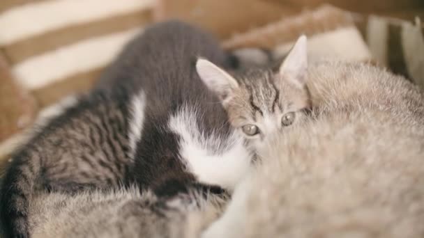 Due Adorabili Gattini Mamma — Video Stock