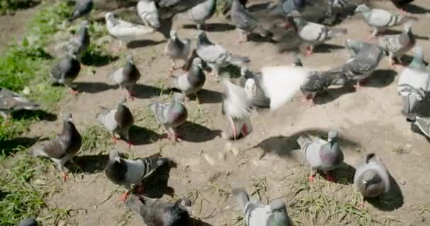 Pigeons Slow Motion Grey Birds — Stock Video