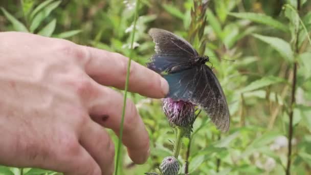 Рука Ласкает Бабочку Цветок — стоковое видео