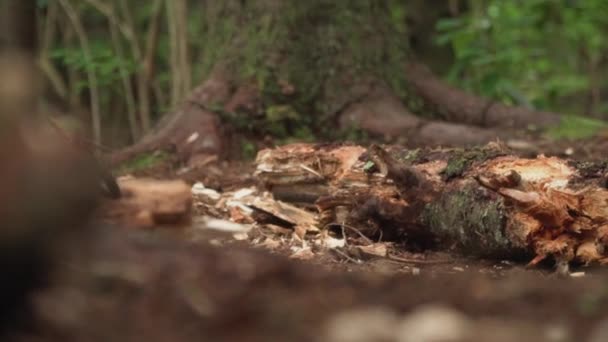 Seyir Defteri Yavaş Hareketinde Kesme Baltası Sürekli — Stok video