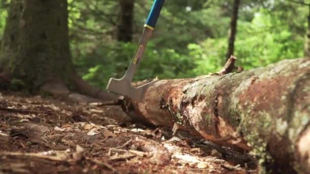 Pulling Axe Out Log Boot Stepping Log — Stock Video
