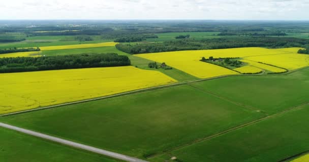 Campos Colza Amarilla Agricultura Paisaje Vista Aérea — Vídeos de Stock