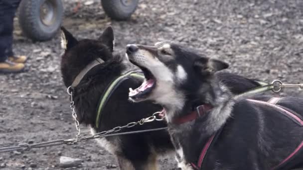 ハスキー犬ぞりが興奮して実行する前に樹皮 — ストック動画