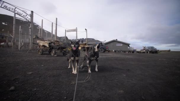 Husky Sáně Psi Štěkají Vzrušeně Před Spuštěním Svalbardu — Stock video