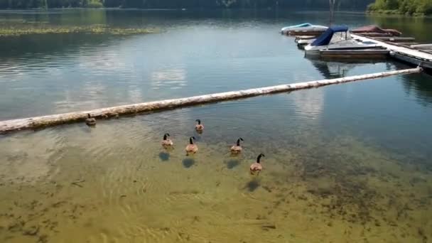 湖でのカナダのジーズスイング — ストック動画