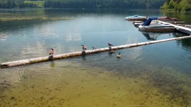 Kanadalı Kazlar Gölde Kütüğe Atlıyor — Stok video