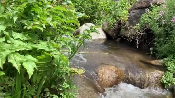 Grönt Lummigt Landskap Och Naturlandskap Garrapata State Park Som Ligger — Stockvideo