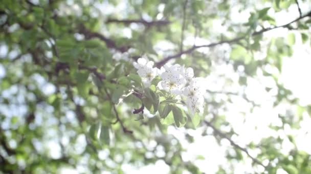 Tak Van Bloeiende Appelboom Bloemblaadjes Met Zonnevlam Lichte Wind Voorjaar — Stockvideo