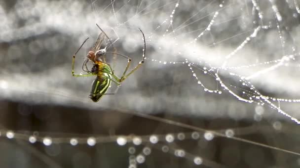 Spider Wraps Prooi Gevangen Web Bedekt Met Dauwdruppels Orb Weaver — Stockvideo