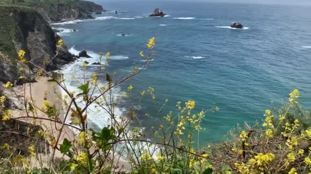 Bright Yellow Wildflowers Growing Cliff Edge Overlooking Gorgeous Ocean Landscape — Stock Video