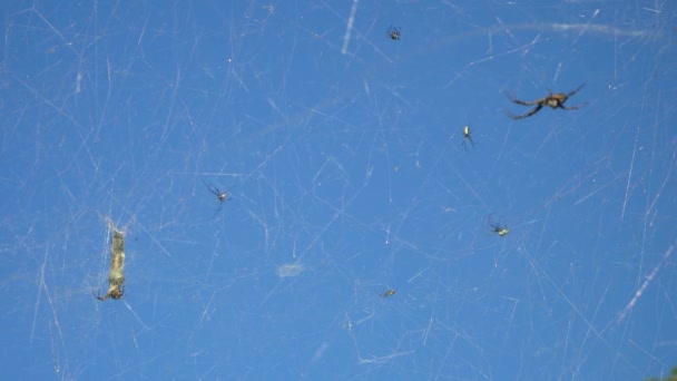Muitas Aranhas Teia Aranha Contra Fundo Céu Azul Tecelão Tenda — Vídeo de Stock