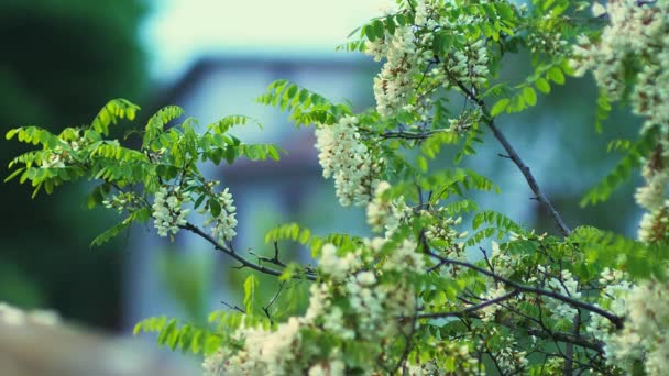 家のストック映像の前の白と緑の花 — ストック動画