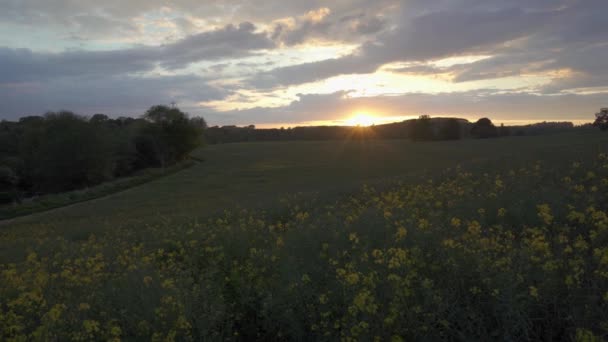 Atemberaubender Sommersonnenuntergang Einem Rapsfeld Old Milverton Der Nähe Von Leamington — Stockvideo