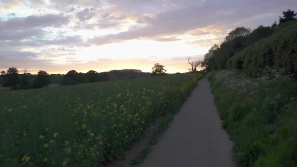 Wandelen Langs Een Pad Een Veld Van Koolzaad Bij Zonsondergang — Stockvideo