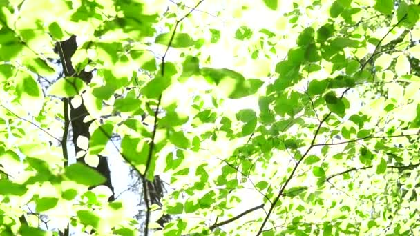 Magisk Bild Skogen Stora Träd Och Löv Grön Kraft Naturmiljö — Stockvideo