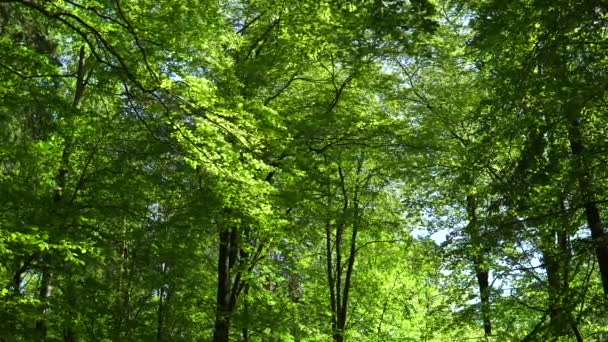 Scivolo Magico Sulla Foresta Grandi Alberi Foglie Potere Del Verde — Video Stock