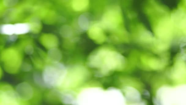Piękna Niewyraźna Faktura Liści Zielony Kolor Lesie Liść Efekcie Bokhe — Wideo stockowe
