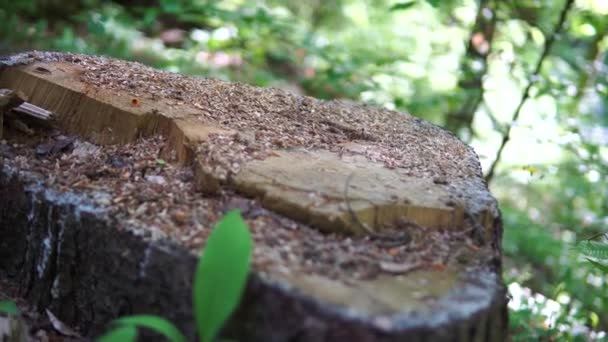 Bliski Widok Bagażnik Środowisko Naturalne Zielony Kolor Niewyraźne Jestem Bokhe — Wideo stockowe